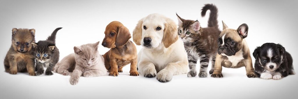 How Pets have become a huge part of our lives.